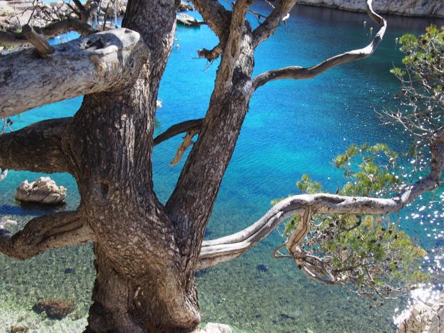 Calanque de Morgiou à Marseille, eau turquoise et pins