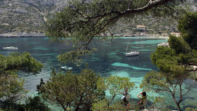 Calanque de Sormiou à Marseille, voilier sur l'eau, vue des rochers derriere des branches de pins