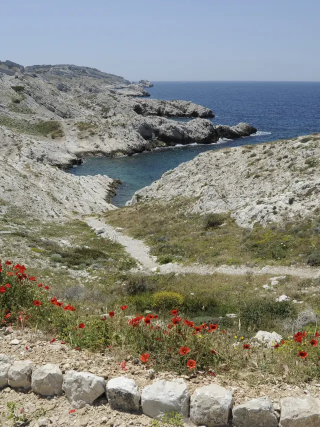 Iles du Frioul Marseille, crique et coquelicots