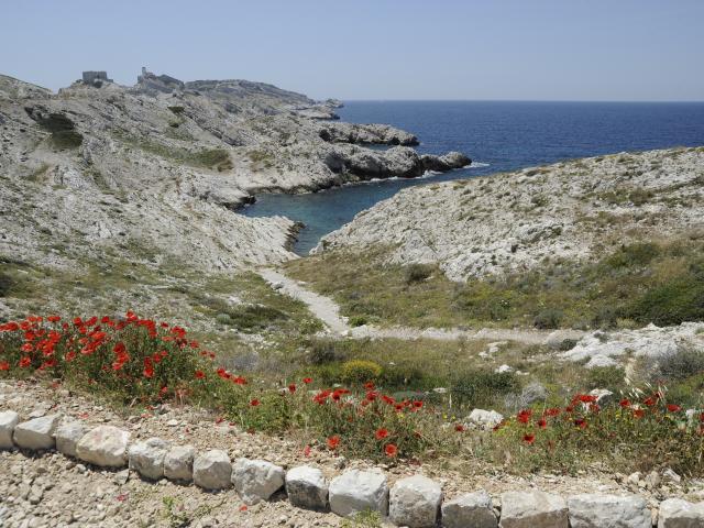 Iles du Frioul Marseille, crique et coquelicots