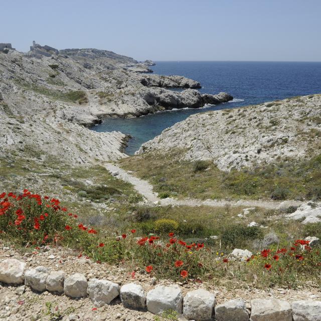 Iles du Frioul Marseille, crique et coquelicots