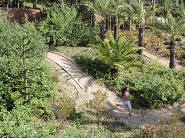 Parc du 26ème Centenaire à Marseille, végétation, palmiers