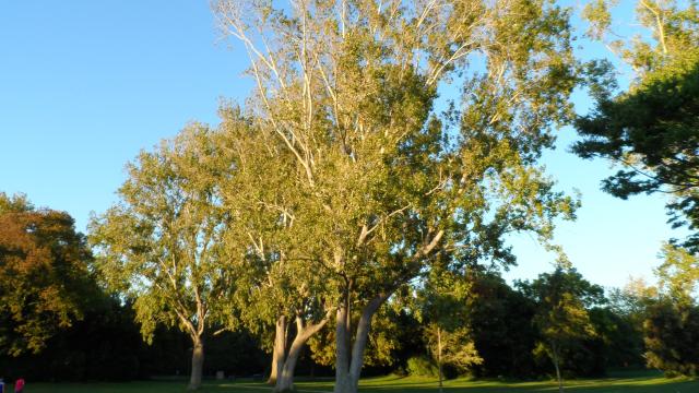 Parc Borely, arbre et végétation