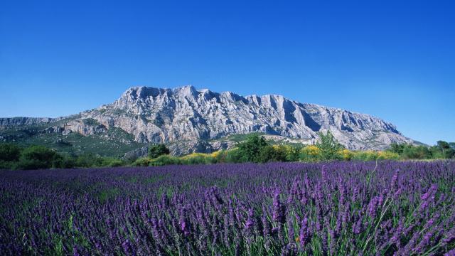Journée en Provence, champs de Lavandes et Sainte Victoire