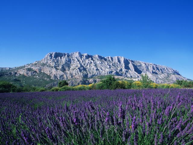 Journée en Provence, champs de Lavandes et Sainte Victoire