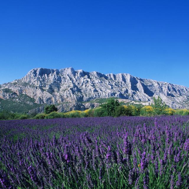 Journée en Provence, champs de Lavandes et Sainte Victoire
