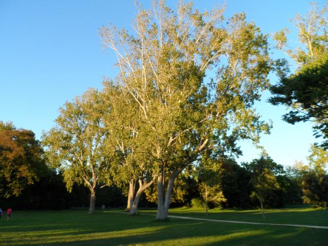 Parc Borely végétation