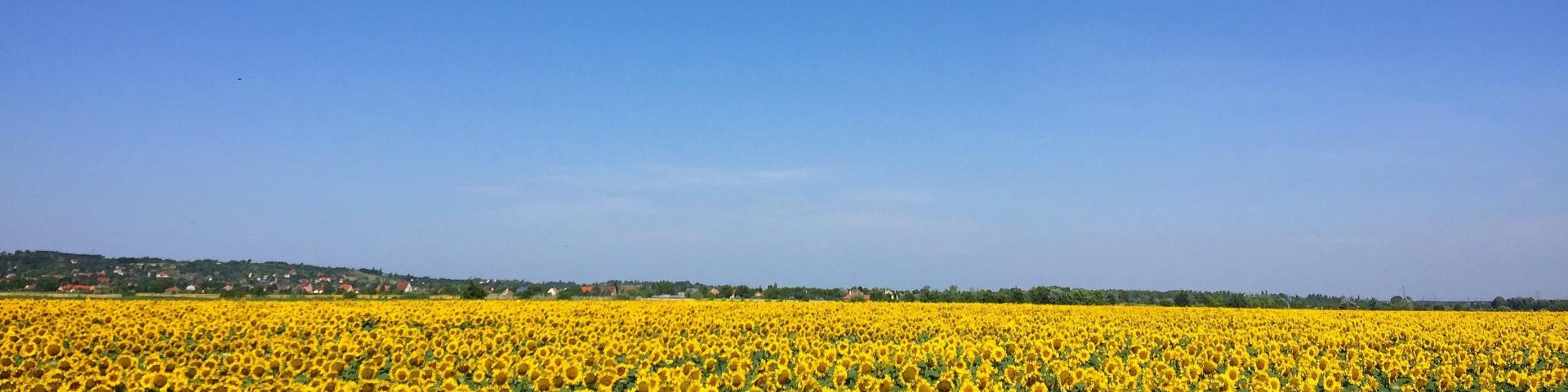 ciel bleu et tournesols