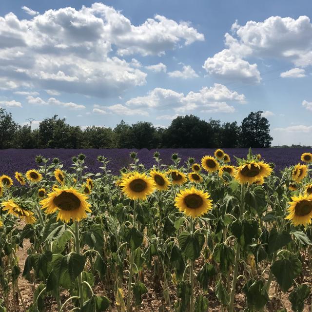 Champ de Tournesol et lavande en Provence