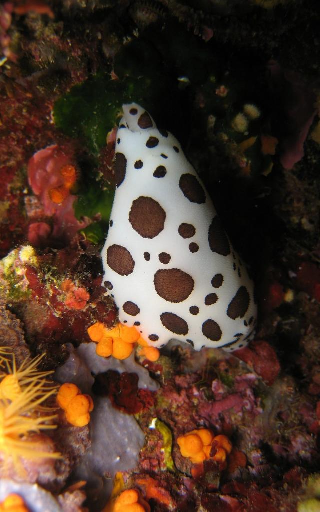 Fonds marins dans les calanques