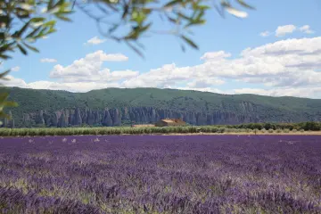 Campo de lavanda