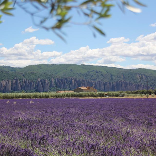 Champ De Lavande