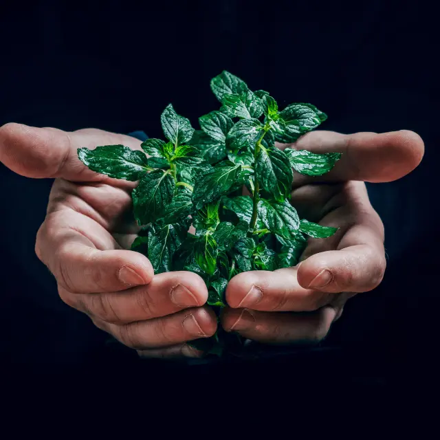 Mains, Plantes