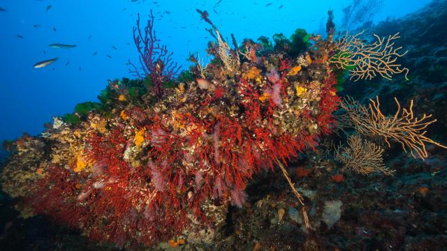 population-de-corail-rouge-moyadonseptentrion-environnement-uniquement-site-web-ot.jpg
