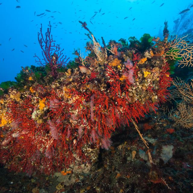 population-de-corail-rouge-moyadonseptentrion-environnement-uniquement-site-web-ot.jpg