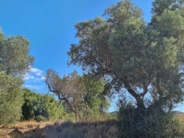 Paysages Du Luberon, Oliviers