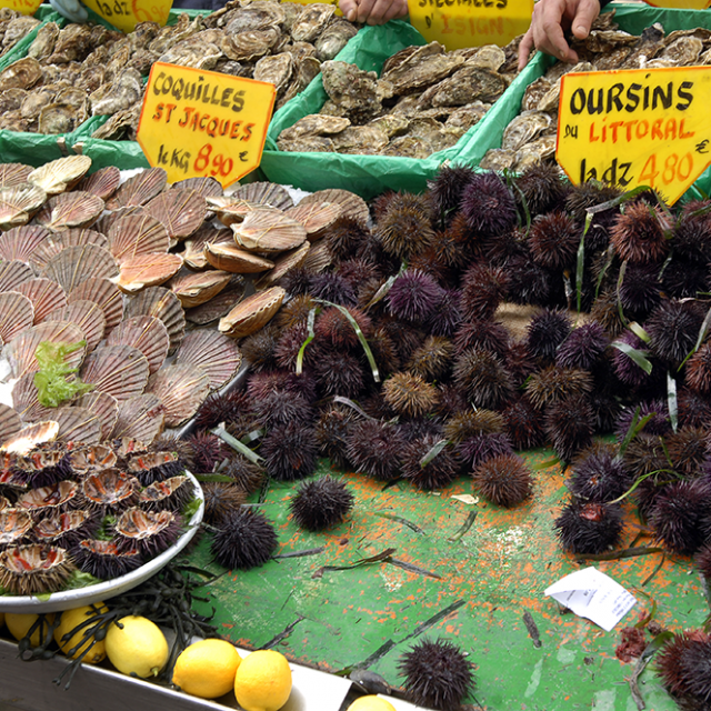 Coquillages et oursins au marché aux poissons