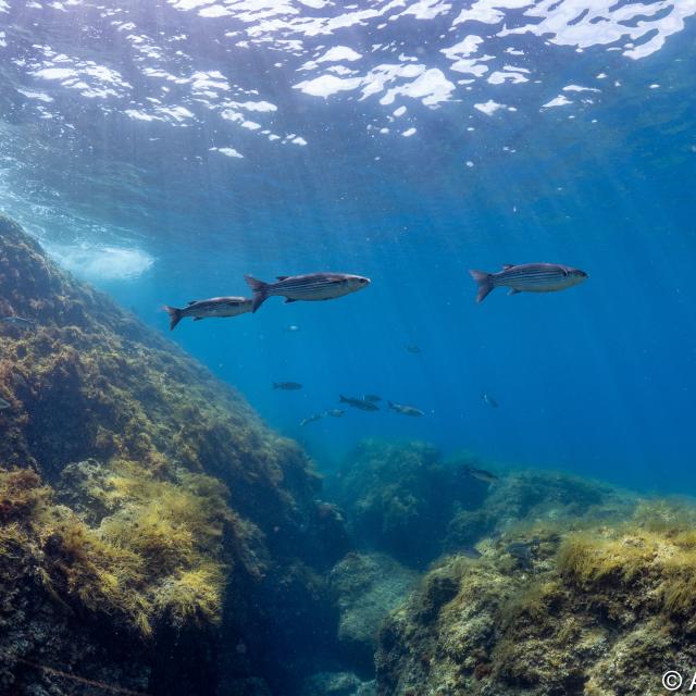 Poissons dans les calanques