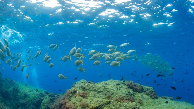 Banc de poissons dans les calanques de Marseille