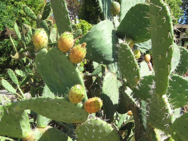 Parc Borely Jardin Botanique