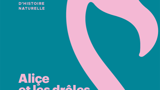 Alice Et Les Droles Doiseaux